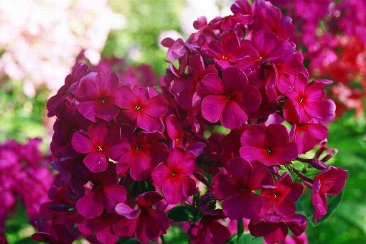 Мишель Мерсье - Виды и сорта флоксов