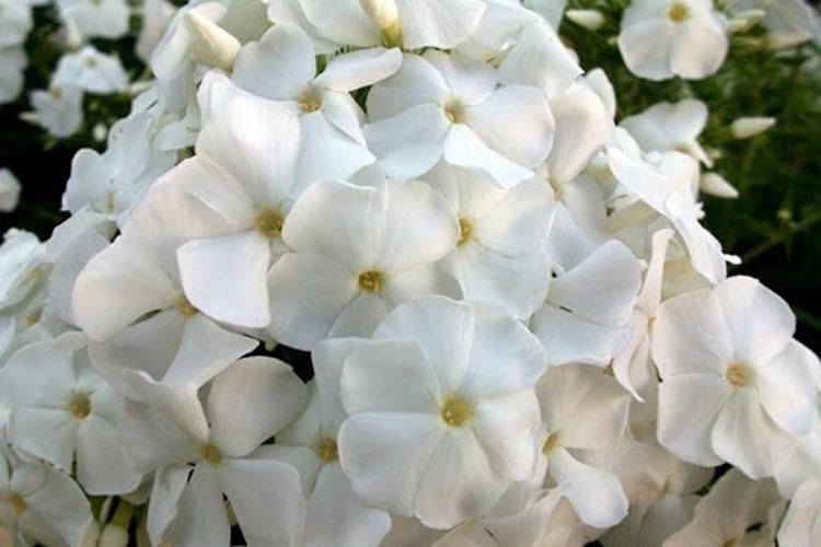 Голубь мира - Виды и сорта флоксов