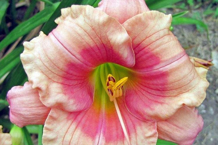 Джанис Браун - Виды и сорта лилейника