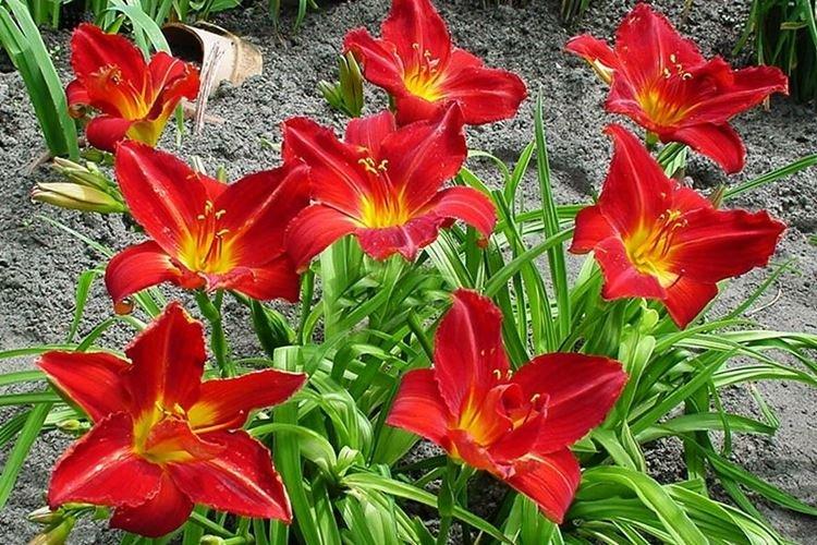 Анзак - Виды и сорта лилейника