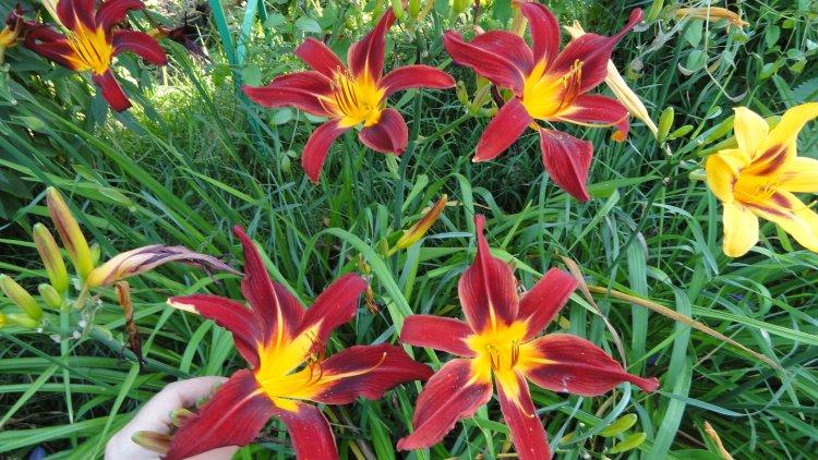 Кримсон Пират - Виды и сорта лилейника