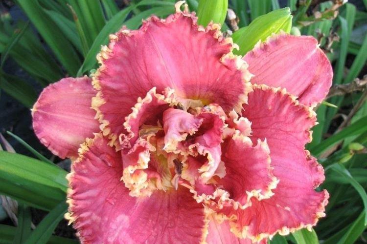 Венецианская бахрома - Виды и сорта лилейника