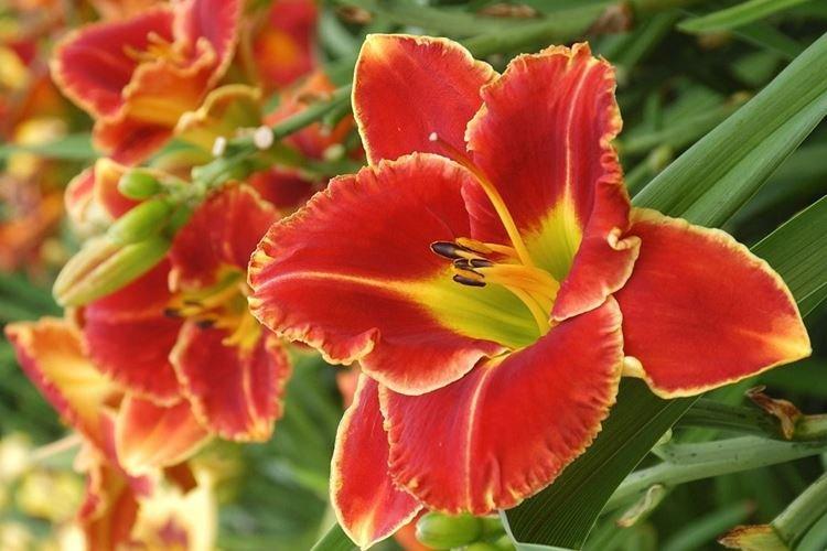 Файр энд Фог - Виды и сорта лилейника