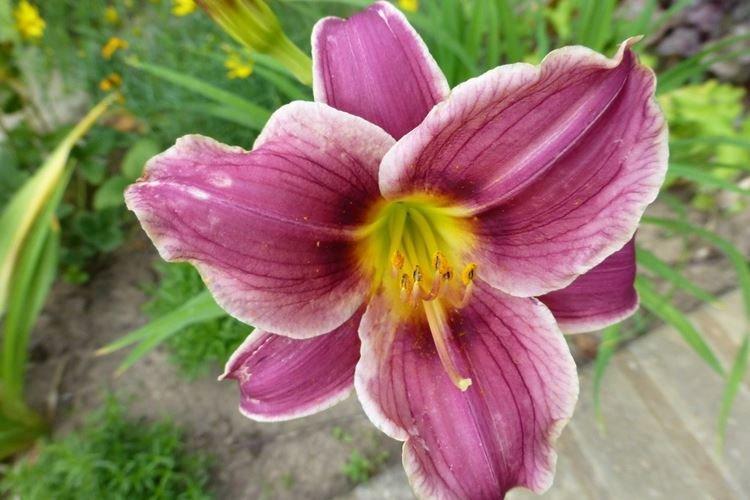 Литл Мисси - Виды и сорта лилейника