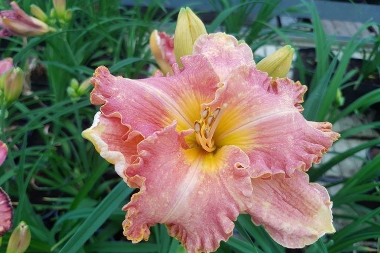 Дива Чойс - Виды и сорта лилейника