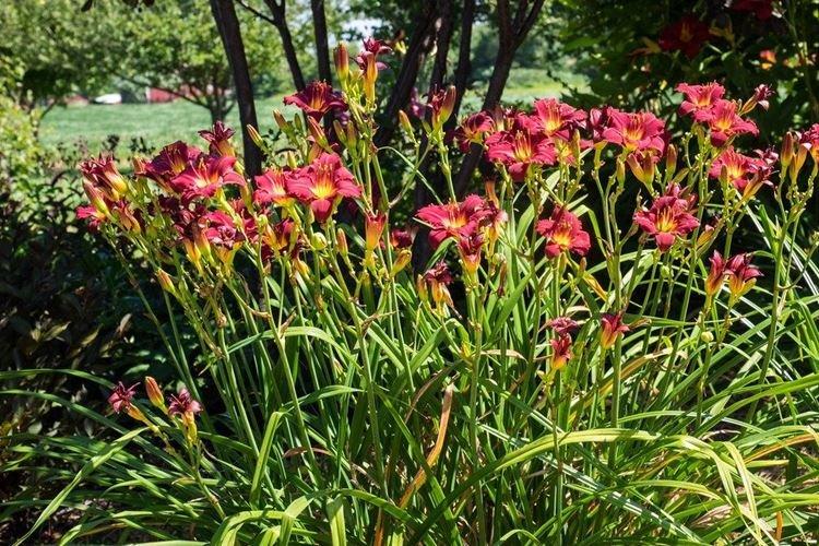 Пардон Ми - Виды и сорта лилейника