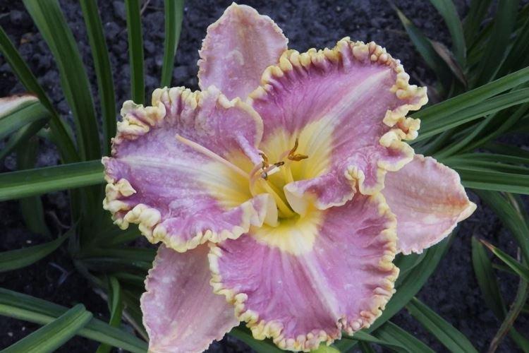 Бестселлер - Виды и сорта лилейника