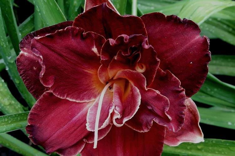 Бургундская любовь - Виды и сорта лилейника