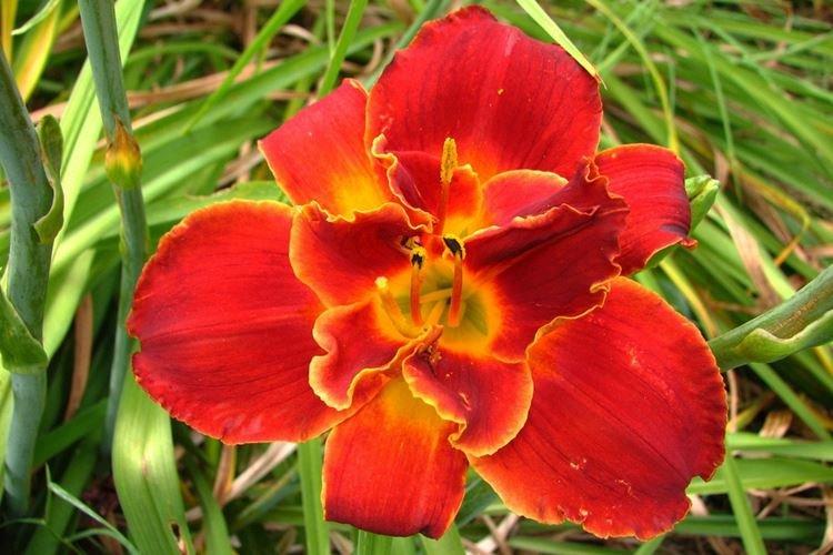 Хайленд Лорд - Виды и сорта лилейника