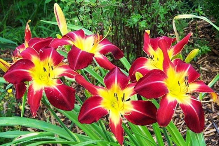 Ред Рам - Виды и сорта лилейника