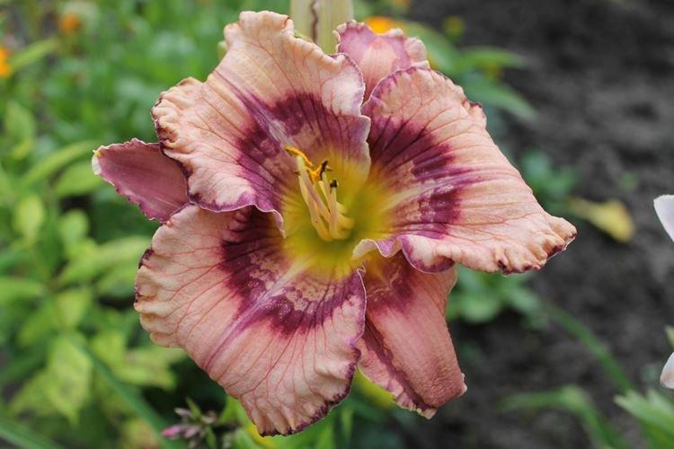 Гет Джигги - Виды и сорта лилейника