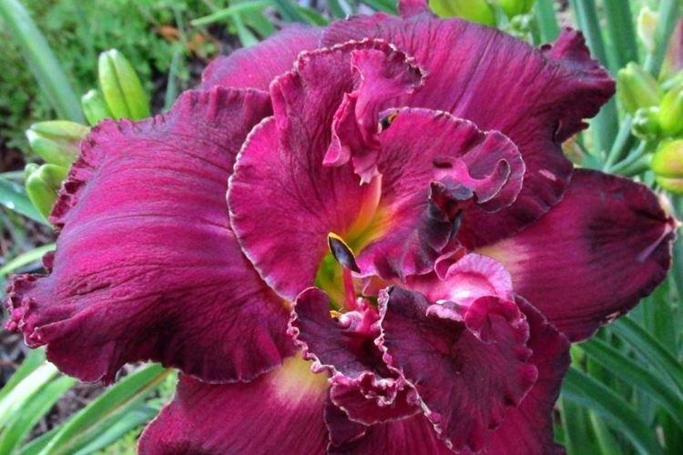 Вуду Дансер - Виды и сорта лилейника