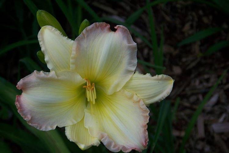 Биг Смайл - Виды и сорта лилейника