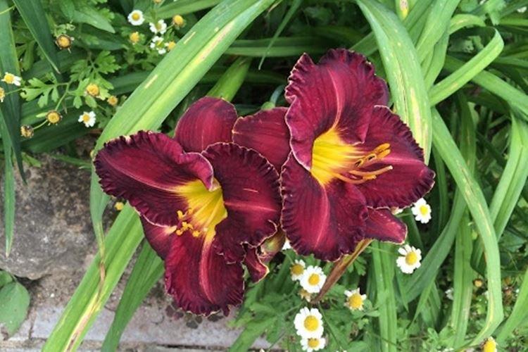 Блэк Стокингс - Виды и сорта лилейника