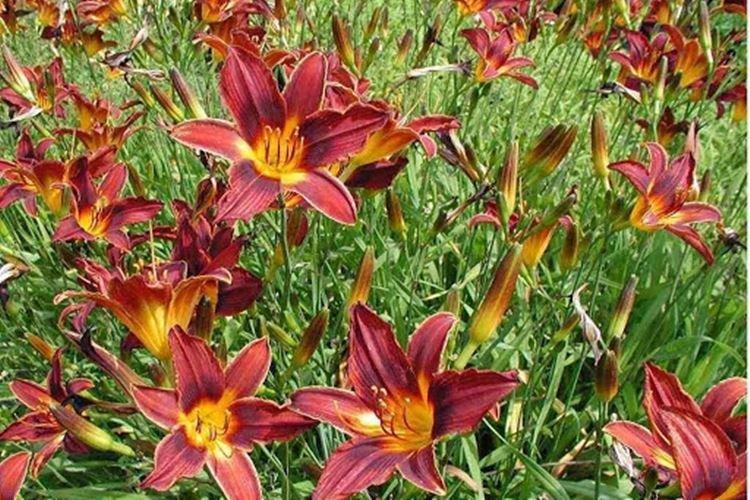 Блэк Принц - Виды и сорта лилейника