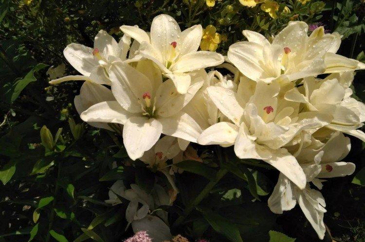 Аарон - Виды и сорта лилий