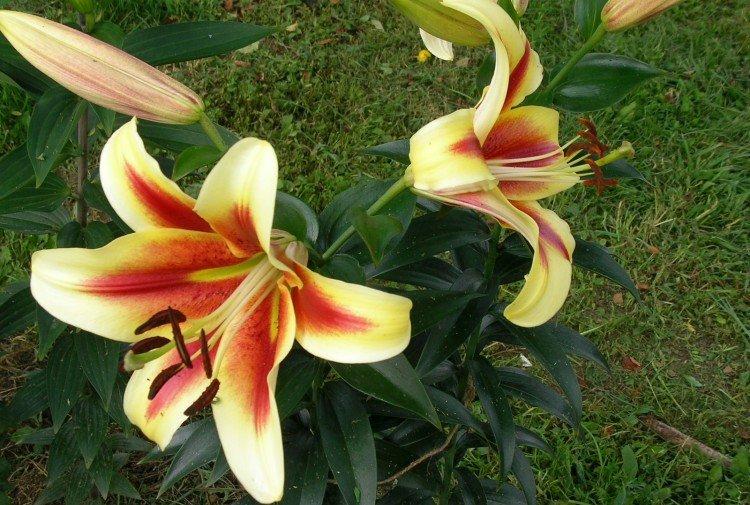 Шокинг - Виды и сорта лилий