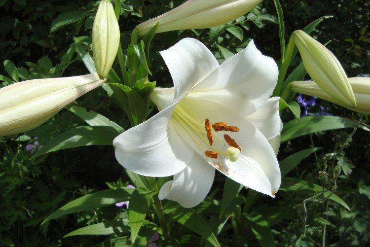 Вайт Триумф - Виды и сорта лилий
