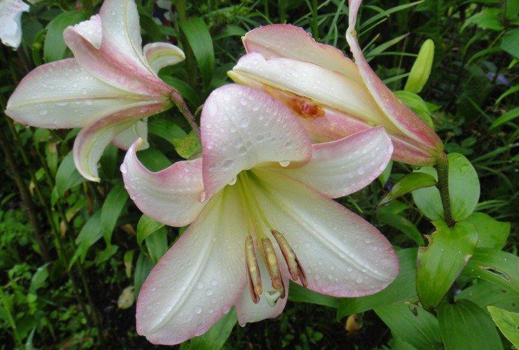 Буги Вуги - Виды и сорта лилий