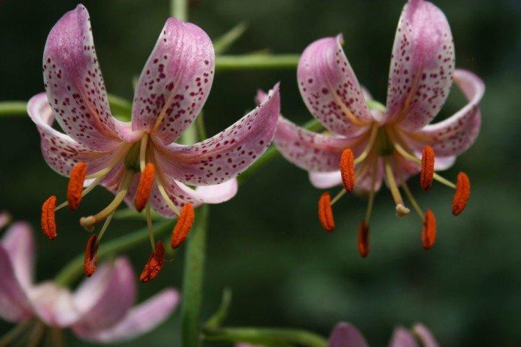 Слейтс Морнинг - Виды и сорта лилий