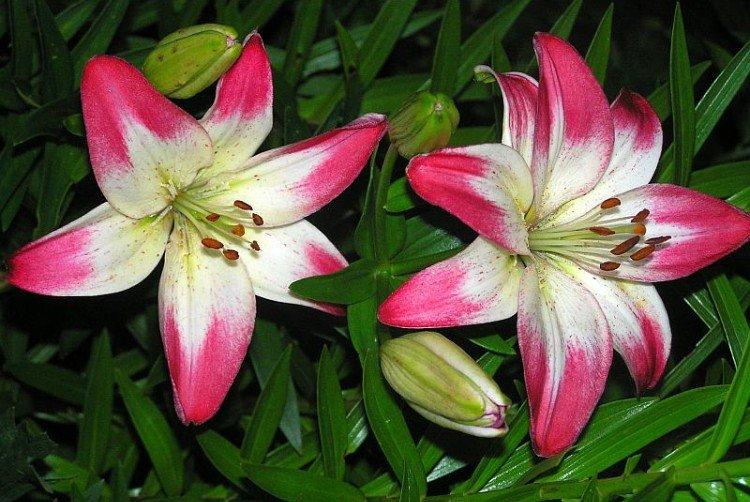 Лоллипоп - Виды и сорта лилий