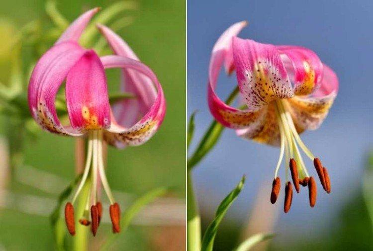 Лейк Тулар - Виды и сорта лилий