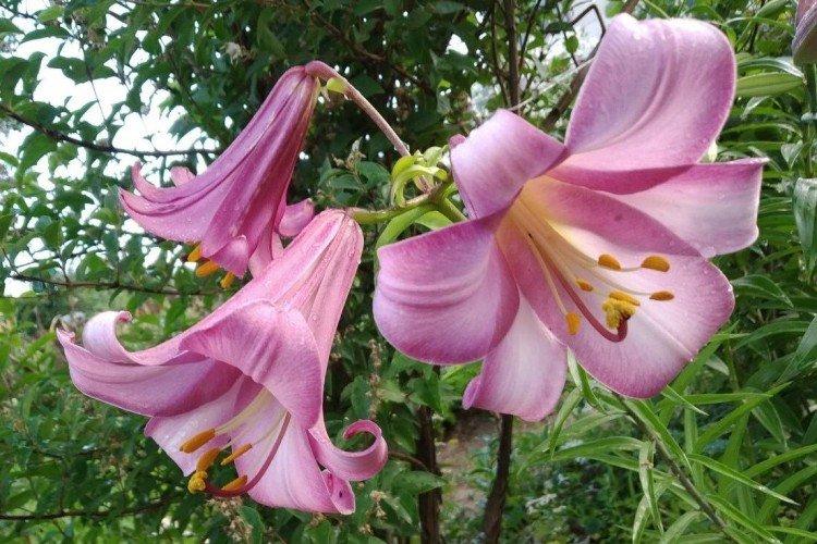 Пинк Перфекшн - Виды и сорта лилий