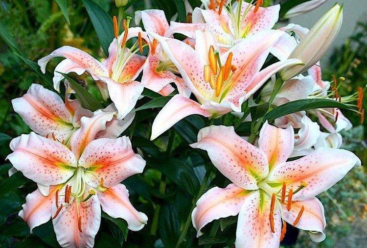 Салмон Стар - Виды и сорта лилий