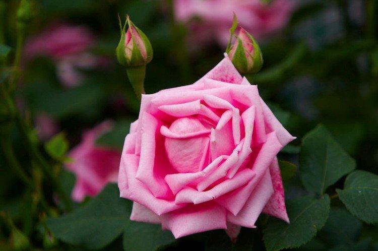 Георг Арендс - Виды и сорта ремонтантных роз