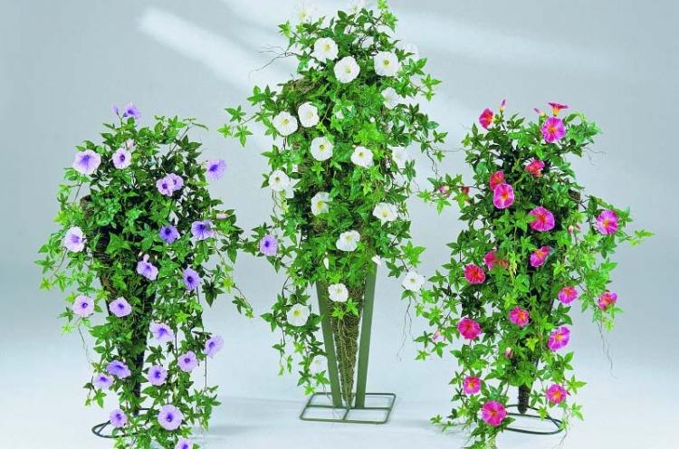 Ипомея - Виды вьющихся комнатных растений