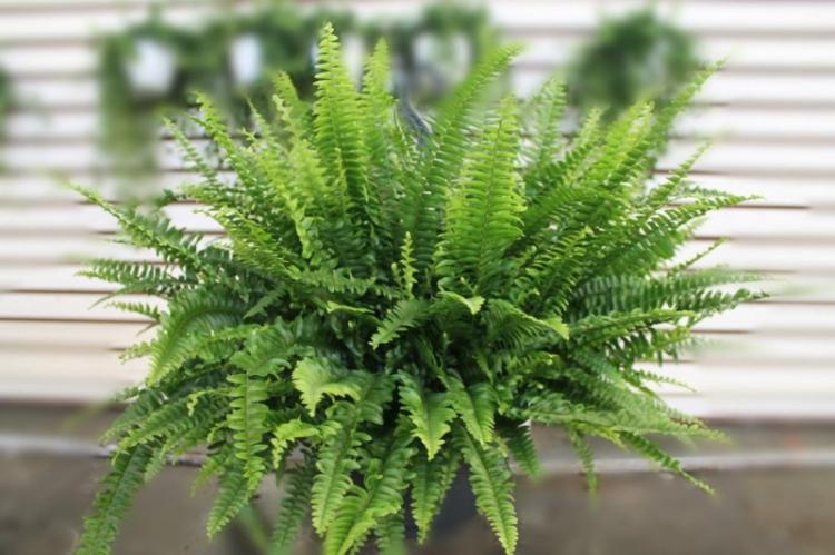 Нефролепис - Виды вьющихся комнатных растений