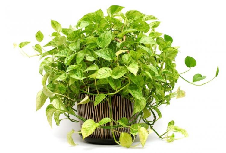 Сциндапсус - Виды вьющихся комнатных растений