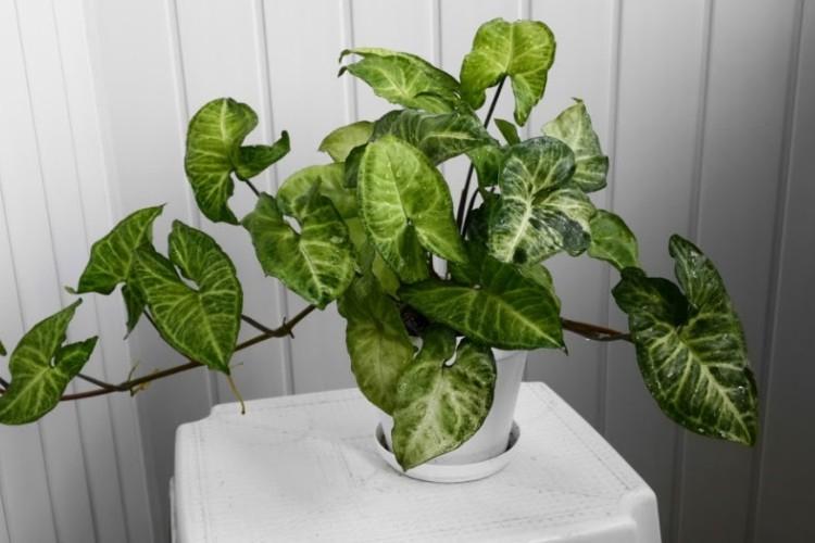 Сингониум - Виды вьющихся комнатных растений