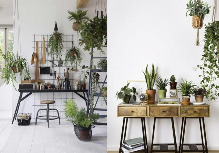 Посадка и размножение - Вьющиеся комнатные растения