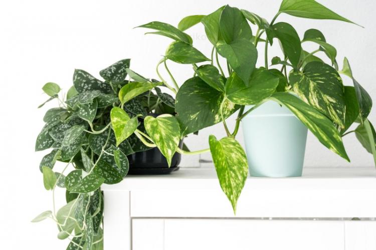 Вьющиеся комнатные растения - фото