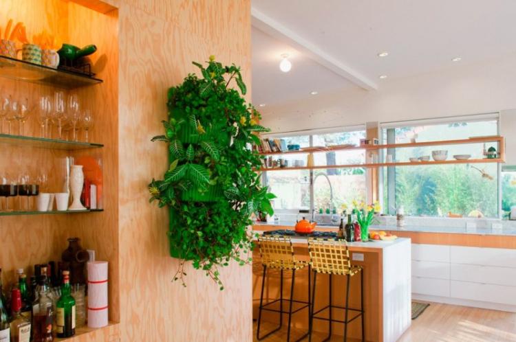 Вьющиеся комнатные растения - фото
