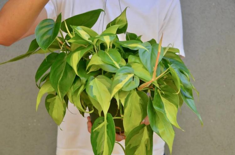 Вьющиеся комнатные растения - фото