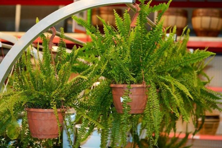 Вьющиеся комнатные растения - фото