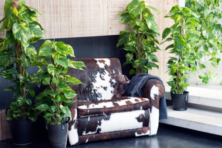 Вьющиеся комнатные растения - фото