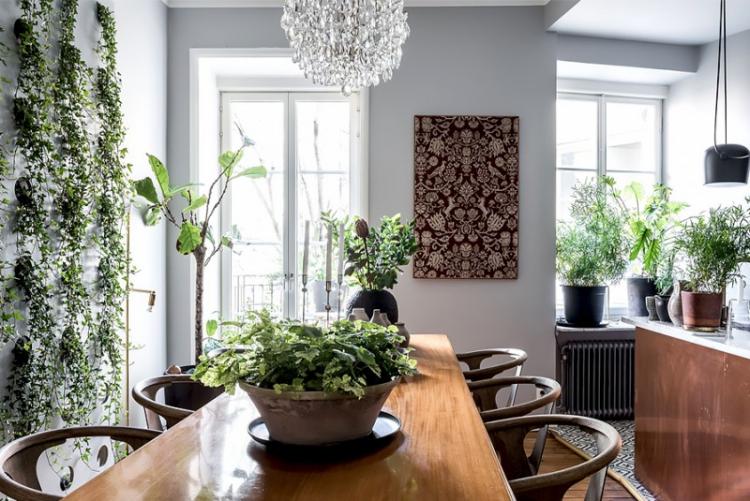 Вьющиеся комнатные растения - фото