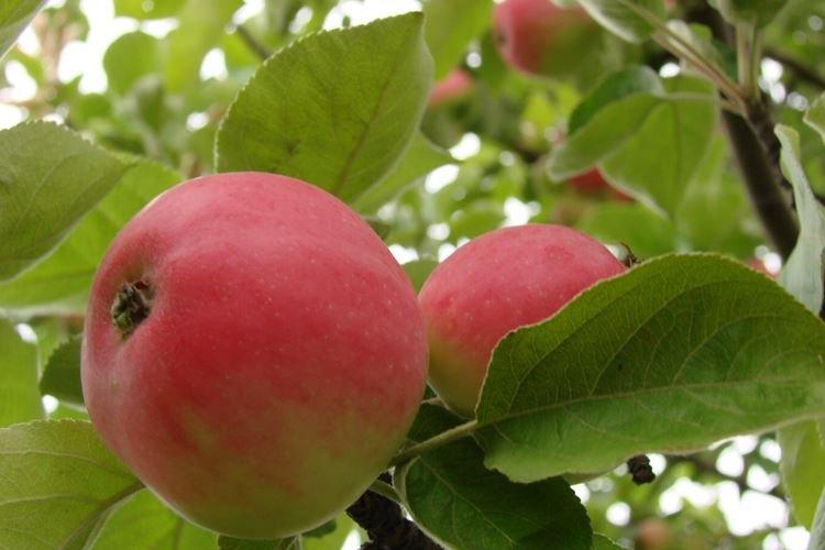 Освещение - Уход за яблоней Медуницей