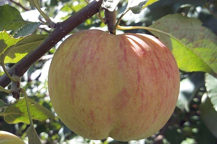 Подкормка - Уход за яблоней Медуницей