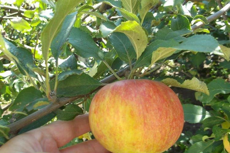 Обрезка - Уход за яблоней Медуницей