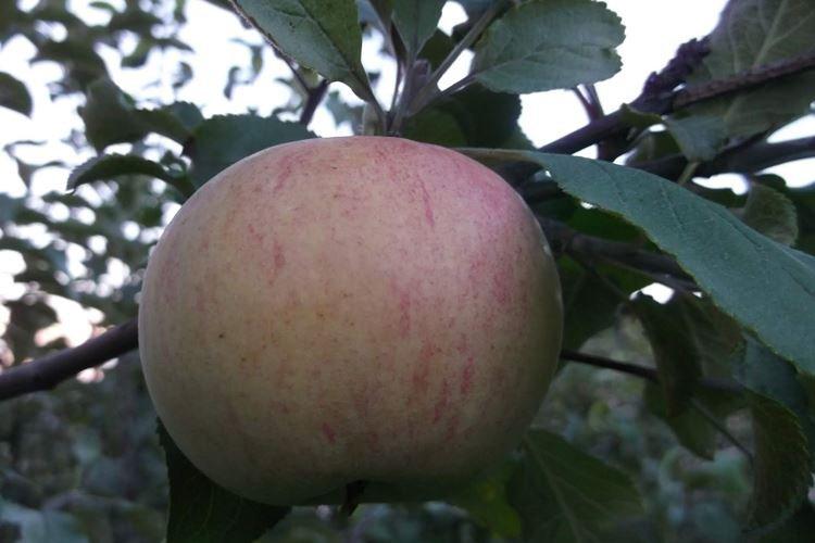 Зимовка - Уход за яблоней Медуницей