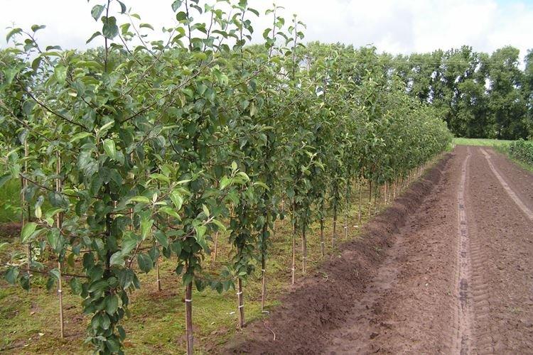 Посадка яблони Медуницы