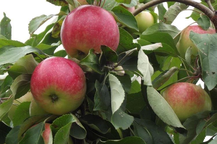 Полив - Уход за яблоней Мельба