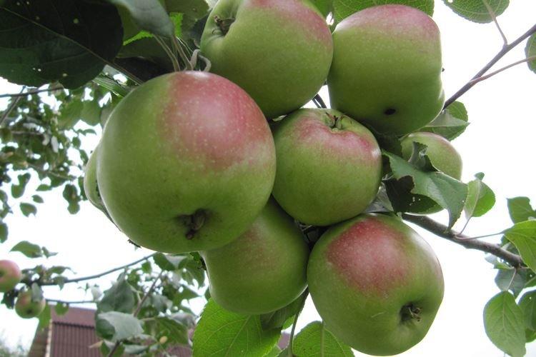 Зимовка - Уход за яблоней Мельба