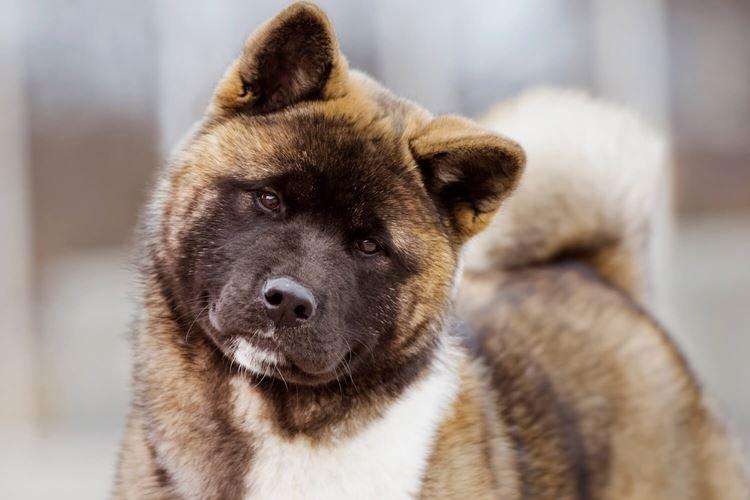 Американская акита - Японские породы собак