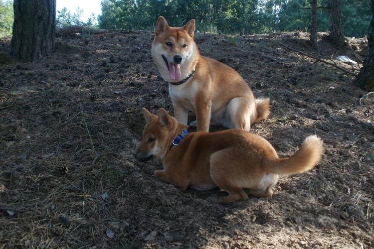 Сансю - Японские породы собак