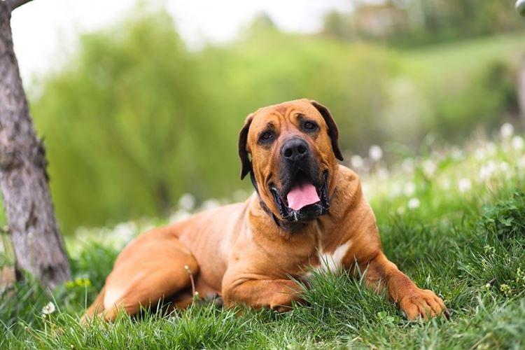 Тоса-ину - Японские породы собак